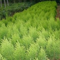 供應(yīng) 灑金柏 紅王子錦帶 大葉黃楊