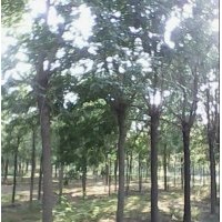 供應各種規(guī)格國槐、法桐、合歡、