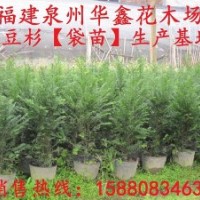 紅豆杉