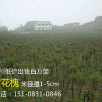 貴州5公分黃花槐，貴陽5公分黃花槐，四川5公分黃花槐