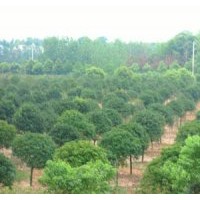 6公分桂花樹 8公分桂花樹價(jià)格 10公分全冠桂花樹