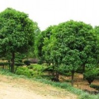全冠桂花樹 實(shí)生桂花樹基地 湖南--桂花樹公司種植基地