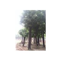 國槐價(jià)格