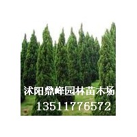 出售:迎春，龍柏，紅葉小檗、金葉女貞
