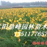 出售:金娃娃萱草，龍柏，蜀檜，紅葉小檗