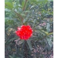 各種規(guī)格花石榴樹(shù)，有一萬(wàn)窩！