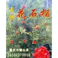 基地直供各種規(guī)格花石榴樹