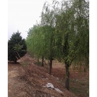 供應(yīng)15-20公分的垂柳，行道樹(shù)，一級(jí)苗
