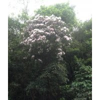 羊角杜鵑