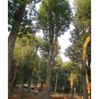 25公分香樟價(jià)格，26公分香樟樹