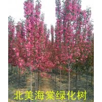 高原之火海棠，山楂苗，柿子苗，板栗苗