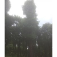 移栽香樟，香樟價格