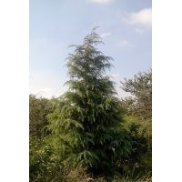 3米雪松
