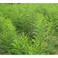 供應(yīng)國槐苗，速生國槐苗，雙季槐，國槐小苗，國槐