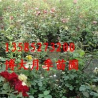 爬墻梅、薔薇、黃刺梅.紅天竹 ,紫薇、紅葉李