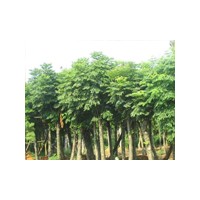 山東毛白楊什么價(jià)格,山東白蠟什么價(jià)格,山東大規(guī)格毛白楊價(jià)格