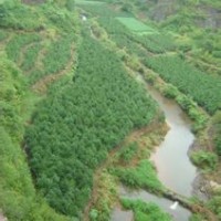 供應獨桿冬青球地徑3--4冠幅80-120