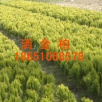 供應(yīng)灑金柏、灑金柏便宜、沭陽灑金柏多、灑金柏球供應(yīng)