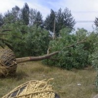 15公分國槐價(jià)格 15公分國槐 15公分國槐樹基地