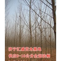 急售山東濟(jì)寧法桐10公分價(jià)格