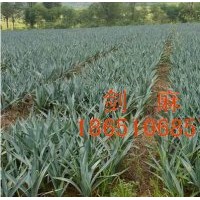 賣劍麻、出售劍麻、劍麻供應(yīng)、劍麻價格、沭陽劍麻