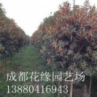 四川高桿桂花