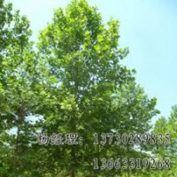 河北法桐長(zhǎng)期供應(yīng)，法桐廠家