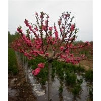 供應(yīng)碧桃，櫻花，白皮松