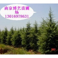 大型雪松“基地”雪松，廣玉蘭