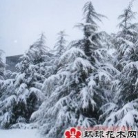 大量供應4-8米雪松