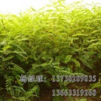 河北火炬樹廠家，火炬樹價格