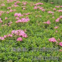 饅頭柳長期供應