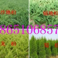 江蘇蜀檜基地、江蘇哪蜀檜價格、到哪買蜀檜、哪里蜀檜便宜、哪里