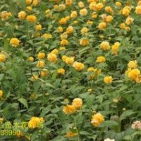 河北金葉榆，猥實，棣棠，西府海棠，黃刺梅
