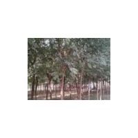 7公分、8公分國槐價(jià)格