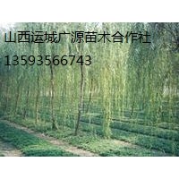 柳樹出售、3、4、5公分垂柳、張和柳大量低價(jià)優(yōu)惠供應(yīng)