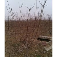4-6公分紅梅，綠梅(60-80cm處嫁接,4-6分枝)