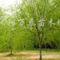 供應(yīng)金枝槐、國槐、垂槐、紫穗槐等品種