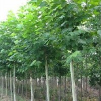 供應15公分大規(guī)格毛白楊