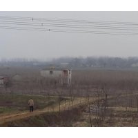 低價處理3公分意楊200萬棵兩年苗欲購從速自家苗圃，以上苗木全部