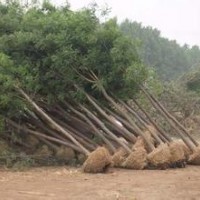 2014年國(guó)槐供應(yīng)與國(guó)槐種植方法