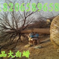 大白蠟，精品白蠟，景觀白蠟