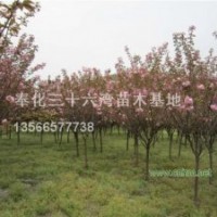5-25櫻花