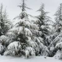 雪松銷售