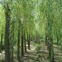 垂柳哪里多，垂柳價(jià)格，垂柳信息，賣垂柳