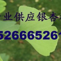 山東|苗圃|苗木公司|苗木基地|苗木求購商|苗木經銷商|苗木