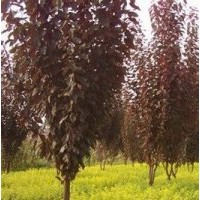 供應(yīng)：紅葉李、紫葉桃、紅楓、紅瑞木、紅葉小檗、金葉女貞、等等
