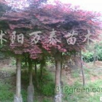 供應(yīng)紫荊、紫薇、紫葉李、高桿女貞