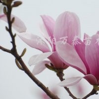 供應(yīng)廣（紅、白、紫、黃）玉蘭、大花月季、豐花月季