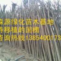 湖北7公分國(guó)槐價(jià)格8公分國(guó)槐價(jià)格-裸根截干國(guó)槐出售